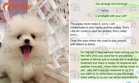 Owner of Fatty Paws Pet Shop charged with breaching AVA's licensing conditions
