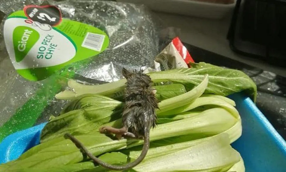 "Bought veg from Giant Singapore and found this rat inside the pack of veggie."