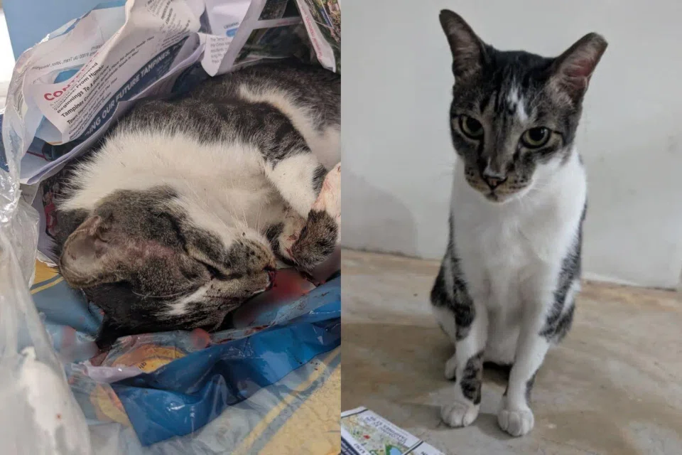 Sunshine’s passing left many residents in shock. 