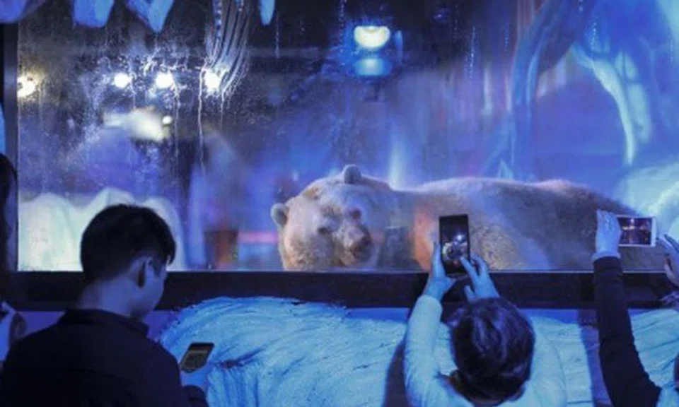 World saddest polar bear freed from suffocating cell in Guangzhou shopping mall --- temporarily