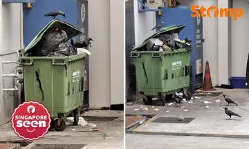 Yishun resident fed up with crow nuisance due to food waste, says it ‘keeps happening’ despite feedback