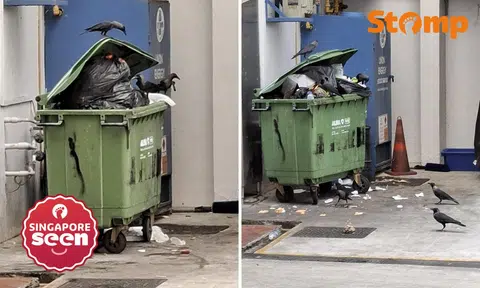 Yishun resident fed up with crow nuisance due to food waste, says it ‘keeps happening’ despite feedback