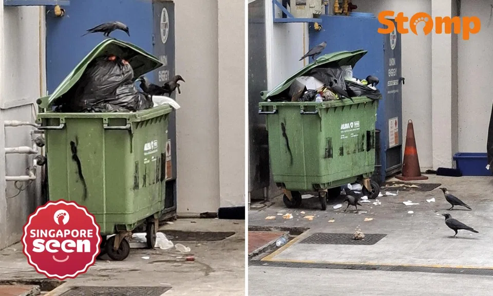 Yishun resident fed up with crow nuisance due to food waste, says it ‘keeps happening’ despite feedback