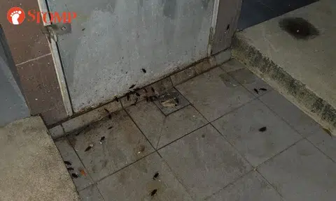 Cockroach infestation at Tampines block caused by drainage cover left open by cleaners: Resident