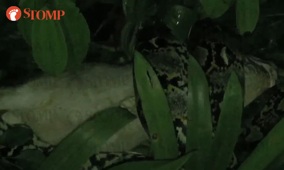 The snake was seen strangling a cat near Blocks 330 and 331 in Ang Mo Kio Avenue 1 on Jan 23.