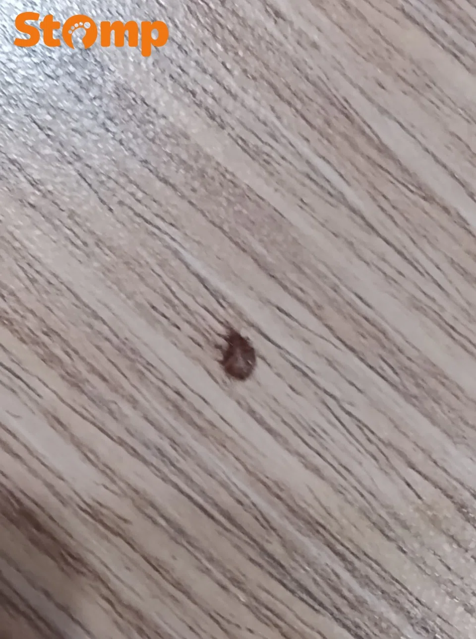 bed bug infestation at ang mo kio function stage