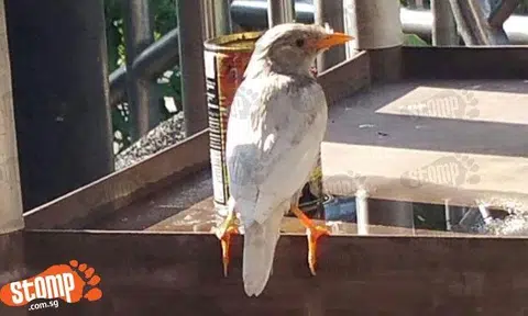 Rare white mynah visits food court at Harbourfront