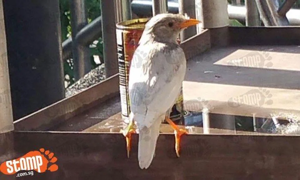 Rare white mynah visits food court at Harbourfront