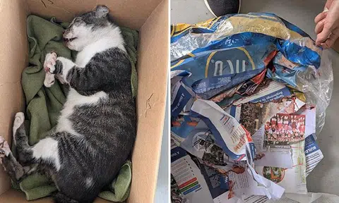 Tampines West community cat found dead, body found wrapped in layers of paper and plastic