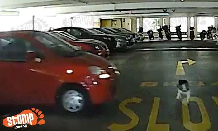 Runaway dog almost gets hit by car at Compassvale carpark | STOMP