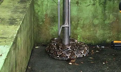 Potong Pasir resident walks his dog, finds 2m-long python instead