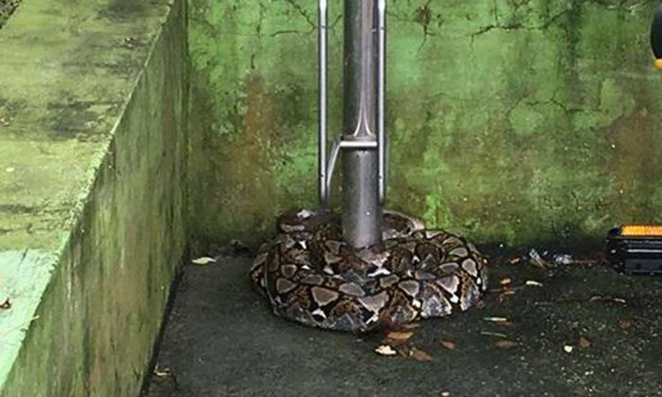 Potong Pasir resident walks his dog, finds 2m-long python instead