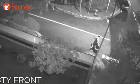 Man takes pot from entrance of Stomper's home after throwing plant by roadside: "They cost about $200"