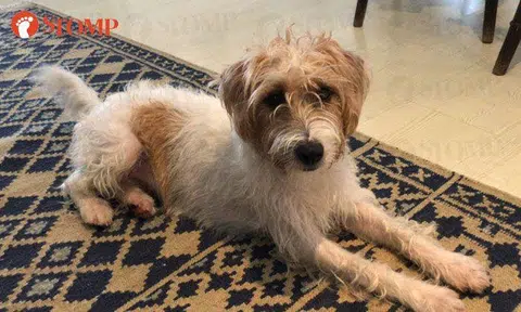 Have you seen this lost Jack Russell Terrier? It was last seen at Adam Drive