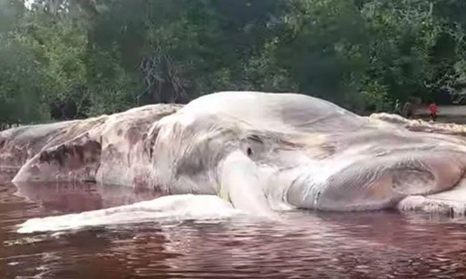 People are freaking out over creature that washed up on Indonesian beach: Here's what it really is
