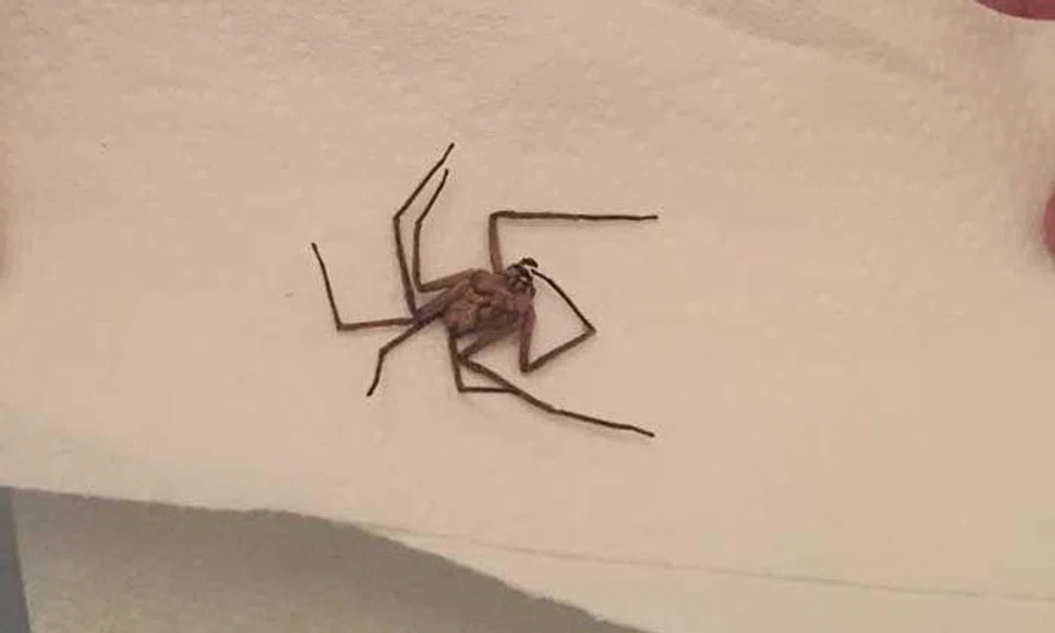 Mum in US makes terrifying find in baby's room: A monster spider