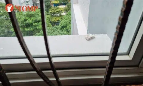 The Stomper: "The panty liner was folded in half when I first saw it."