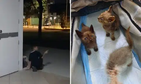 Cat feeder catches mother and son attempting to abandon kittens at Haig Road