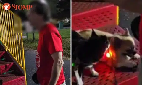 Parent angered by dogs playing at Bishan playground: 'My kids are afraid'