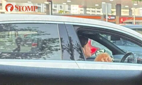 A woman was caught on camera driving a Mercedes C180 with a dog behind steering wheel on Upper Thomson Road on July 17 at around 6.30pm.