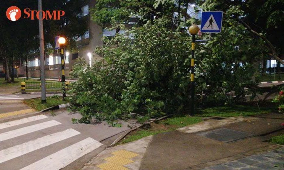 Fallen tree blocks traffic along Dawson Road