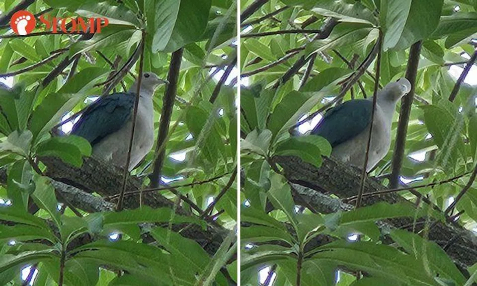 Rare pigeon beckons to Stomper in Pasir Ris, leaves him in chirpy mood