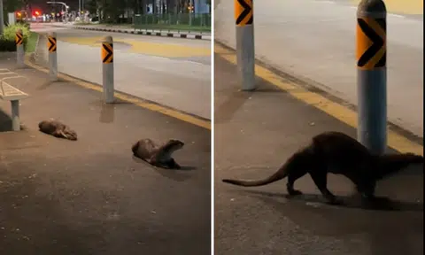 Otters queue up at bus stop, netizens say 'Yishun is healing'