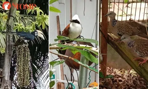 Woman finds solace in birds that visit her Belmont Road garden after parents' passing