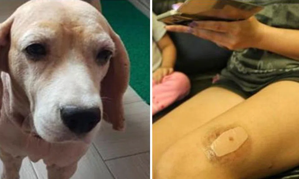 The kind of dog which the neighbour keeps (left photo provided by Ms Dai Wenqin) and the wounds after getting bitten (right). 