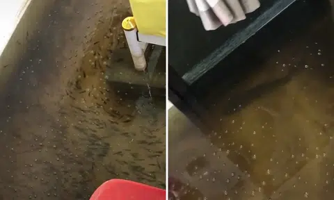 Woman in Thailand wakes up to fishy business after room floods while she was sleeping