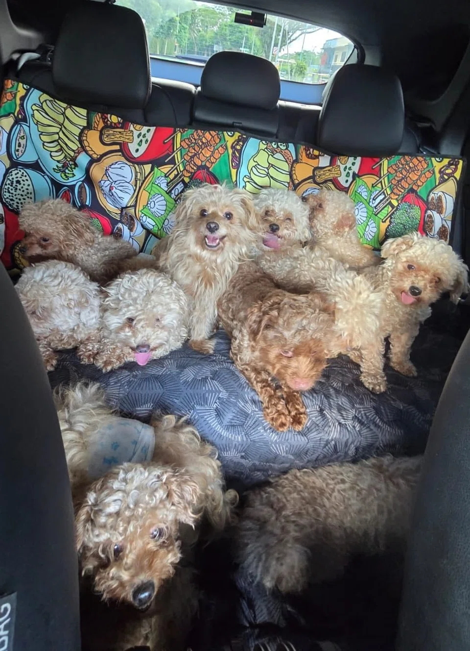 poodles being rehomed by voices for animals