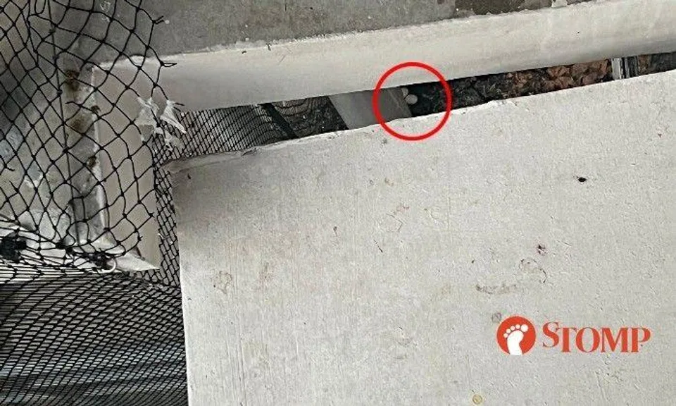 Stomper Casey shared a photo showing what appears to be eggs in the service yard of the flat below his.