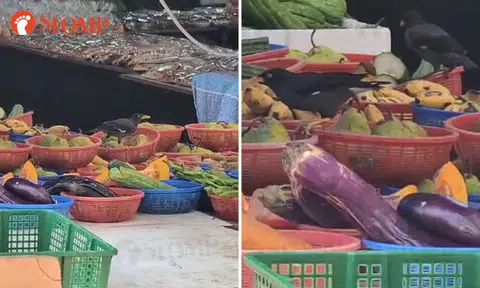 Birds feasting on fruits at Bukit Panjang stall: Owner explains, SFA looking into case