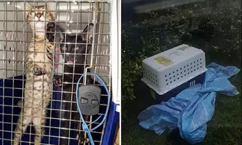 Man who abandoned cats on rooftop garden of Yishun carpark fined $2,000