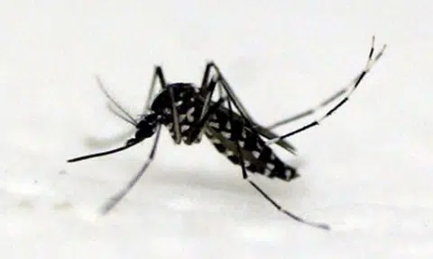 72-year-old woman who lived at Simei Street 1 dies from dengue