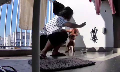 Maid who allegedly beat poodle, which later died, said employer told her to hang dog on balcony