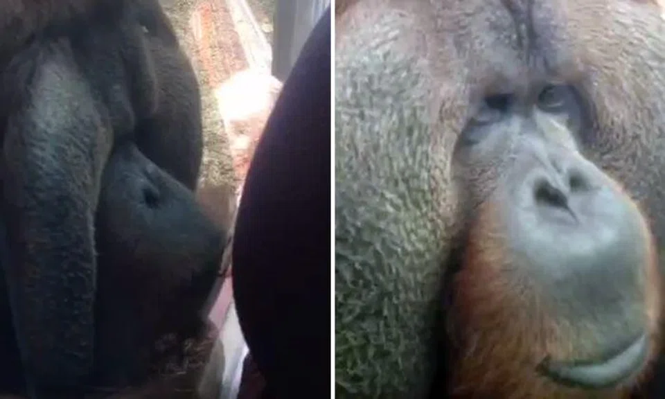 Pregnant woman gets sweet surprise from orangutan at England zoo
