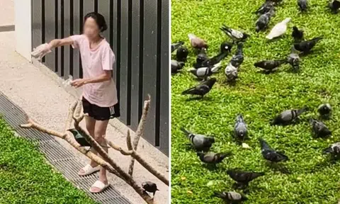 It's 2025, but Yishun woman is still feeding birds even after being Stomped 3 times