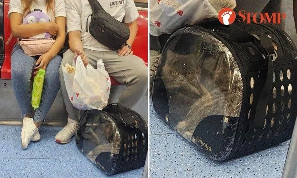 The cat in the photo shared by the Stomper looked well-groomed, was quiet and resting calmly in a transparent Ibiyaya pet carrier bag on the carriage floor.