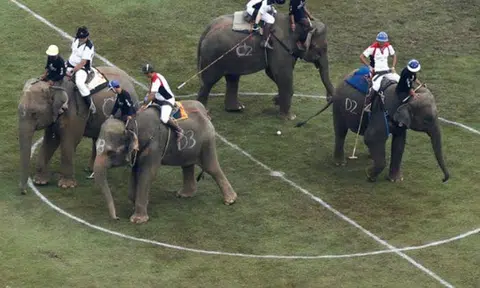 Thai league goes big on polo, holds tournament with elephants