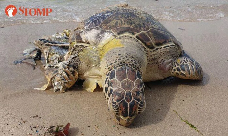 Dead sea turtle washes up on Changi Beach with smashed shell