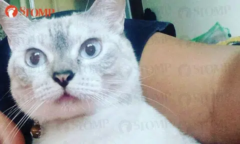 Have you seen my Gucci? She went missing at Yishun Block 261