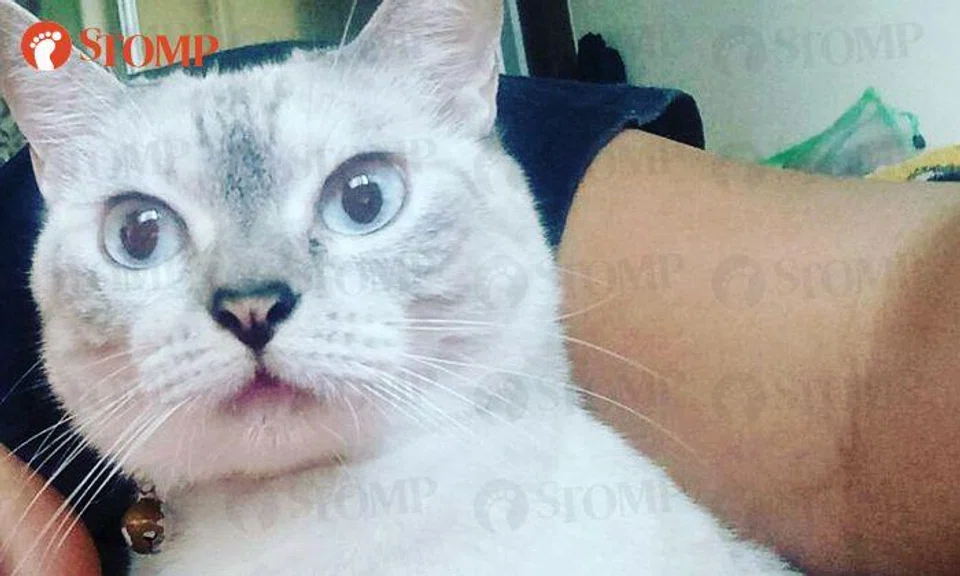 Have you seen my Gucci? She went missing at Yishun Block 261