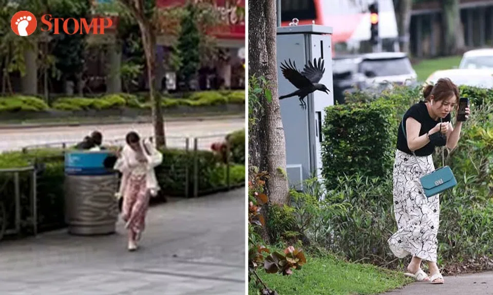 Crows have made the headlines this year, attacking passers-by in heartland areas and outside Orchard Central mall. PHOTOS: STOMP, ST/JASON QUAH