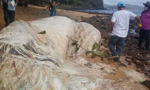 Mysterious hairy-looking creature washes up in the Philippines