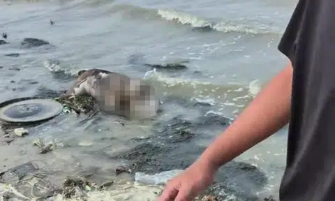 Dead dog found floating in waters near Pasir Ris beach