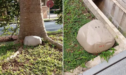 rocks with eyes rodent monitoring programme in simei