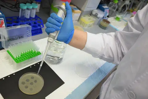 Phages are highly host-specific, targeting only the harmful bacteria they are programmed to eliminate and leaving other bacteria alone.