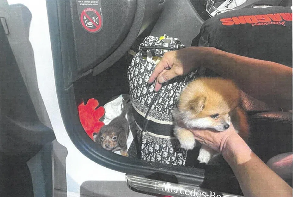 Both dogs had an umbilical hernia, while the dachshund had a bloated belly, patches of hair loss and dirty ears. 