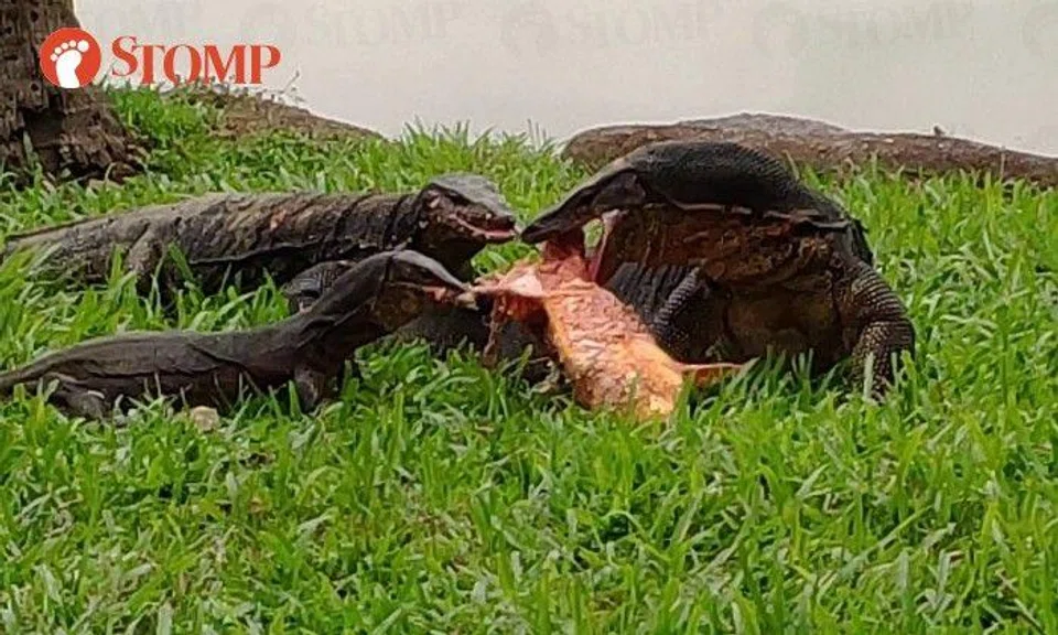 As the two lizards started tearing in the fish, a third joined in and tried to snatch the food away. 